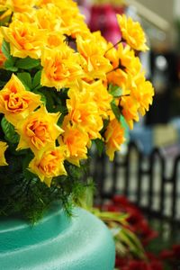 Close-up of yellow flowers against blurred background