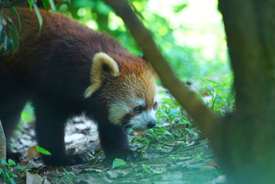 Close-up of red panda