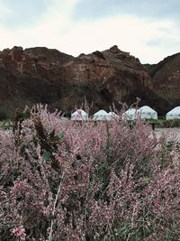 Pink flowering plants against sky