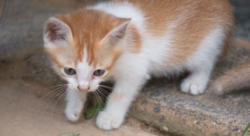 Close-up portrait of a cat