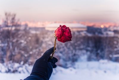 Close-up of hand holding red leaf during winter