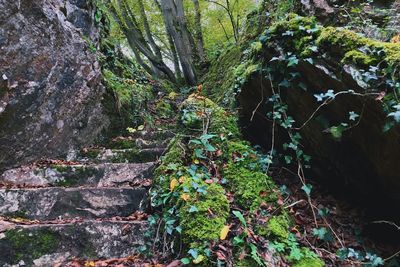 Moss growing on tree in forest