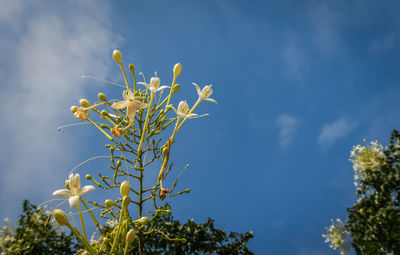 Low angle view of flowering plant against sky