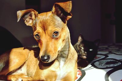 Portrait of dog at home