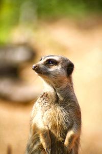 Close-up of a meerkat looking away