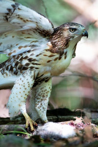 Close-up of eagle