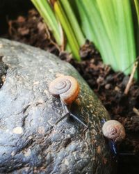 Close-up of snail