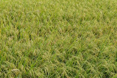 Full frame shot of grass on field