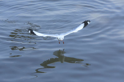 High angle view of bird in lake