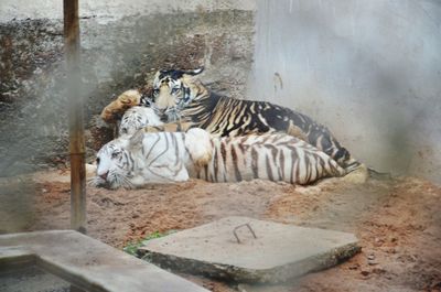 Cat in zoo