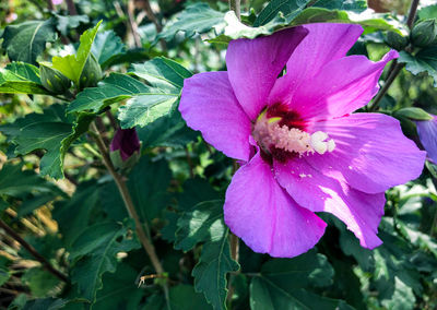 Close-up of pink rose flower