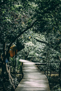 Footpath amidst trees in forest