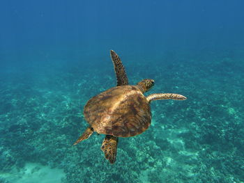 Close-up of turtle swimming in sea