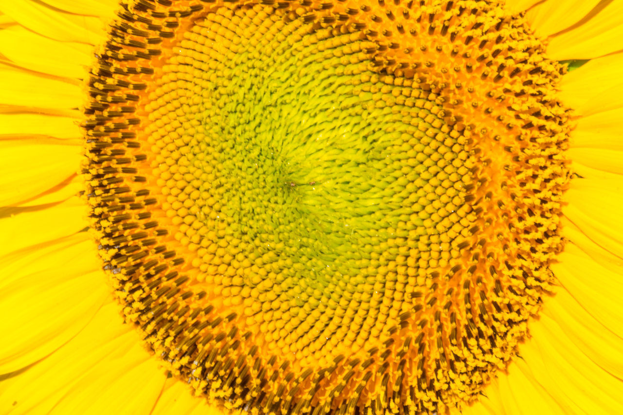 CLOSE-UP OF YELLOW SUNFLOWER FLOWER POLLEN