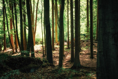 Trees in forest