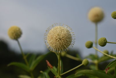 Close-up of white flowering plant