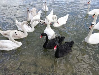 High angle view of swans swimming in lake