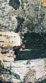 Close-up of lizard on rock