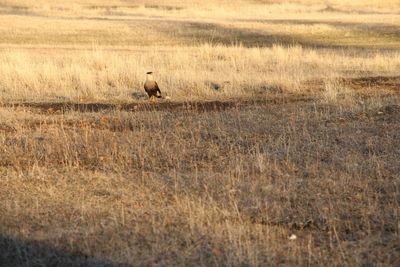 Bird on field