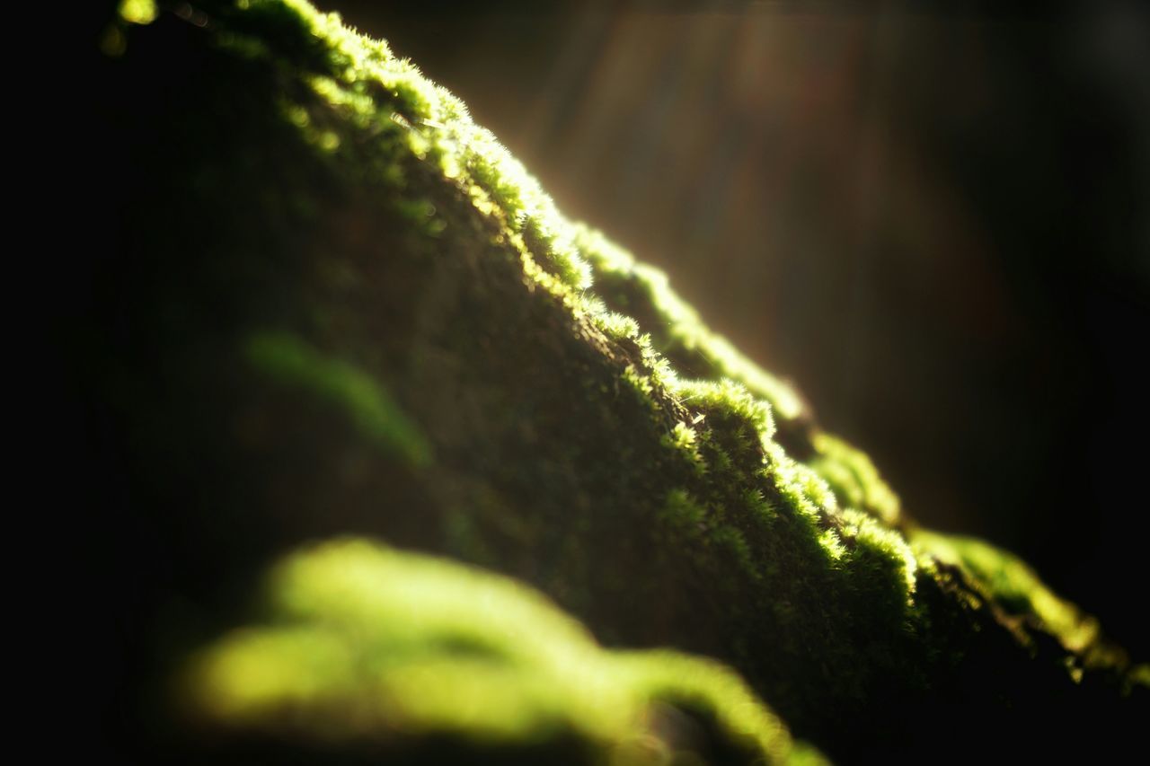 close-up, green color, selective focus, focus on foreground, moss, nature, growth, leaf, green, textured, outdoors, plant, no people, day, beauty in nature, natural pattern, rough, tranquility, detail, growing