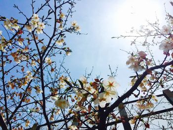 Low angle view of flowers against blue sky