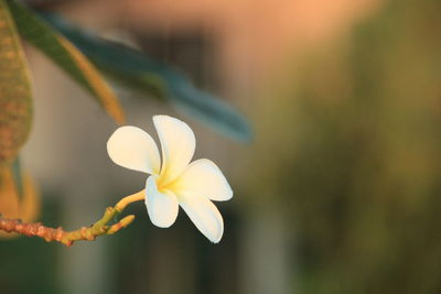 Close-up of white flowering plant