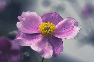 Close-up of pink flower