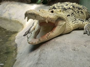 Close-up of a turtle