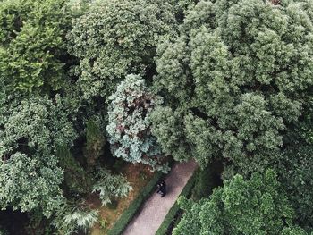 Plants growing on a tree