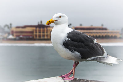 Close-up of seagull