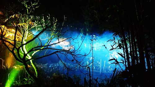 Trees against sky at night