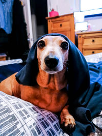 Portrait of dog relaxing on bed at home