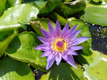 Close-up of purple water lily