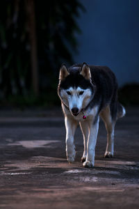 Portrait of dog standing on footpath