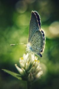 Close-up of butterfly pollinating on flower