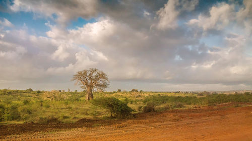 Scenic view of field against sky during sunset