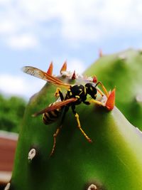 Close-up of insect on leaf