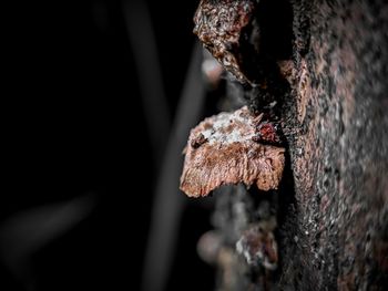 Close-up of rusty metal