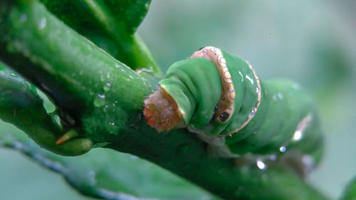 Close-up of wet leaf