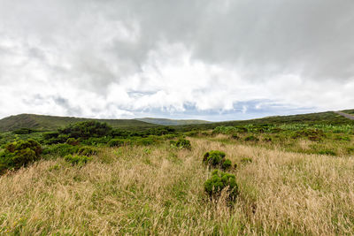 Scenic view of field against sky