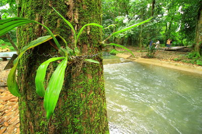 Trees growing in forest