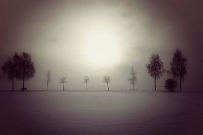 Bare trees on landscape at sunset