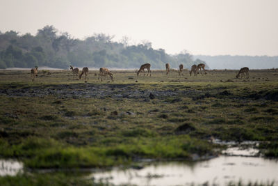 Impalas grazing in a field