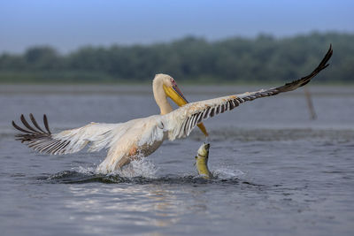 Close-up of pelican on water