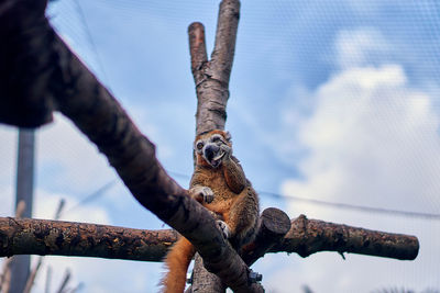 Low angle view of squirrel on tree