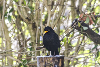 Bird perching on a tree