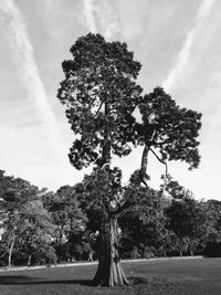 Tree on field against sky