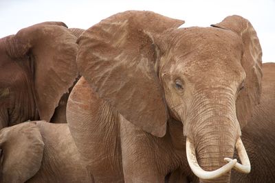 indian elephant