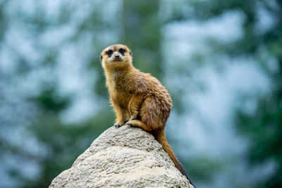 Low angle view of monkey on rock