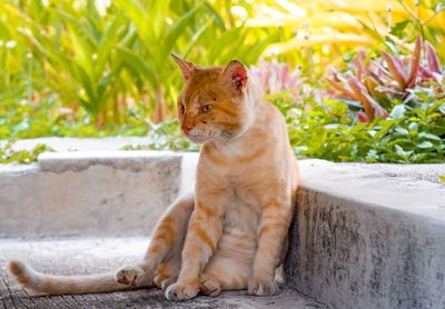 Cat sitting on retaining wall
